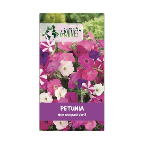 250 graines petunia nain compact colorés -mixtes - fleurs pour massifs, bordure -