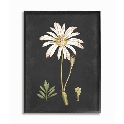 Botanical White Flower Drawing, 11 x 14 Inch Framed Giclée Print - image 1