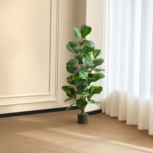 観葉植物 カシワバゴム 鉢植え」の人気商品一覧・価格比較 - 価格.com