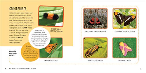 image for Rockridge Press The Weird and Wonderful World of Bugs: A Book About Be