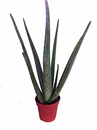 2 Florida Grown Aloe Vera Plants 12-14 Inches Tall Strong and Healthy
