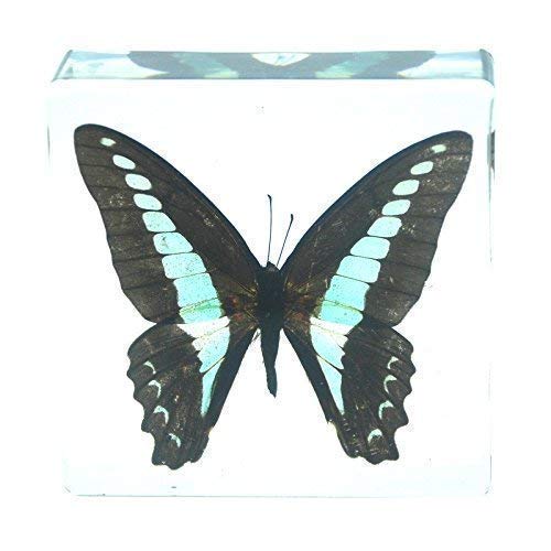 Real Nature Common Blue Bottle Butterfly Paperweight Insect Bug Collection Specimen Taxidermy(3x3x1)