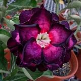 CHUXAY GARDEN Purple Black Adenium Obesum Seed, Desert Rose Flower 5 Seeds Perennial Exotic Tropical Flowering Plant Great Desktop Bonsai -  color green