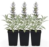 White Sage (Salvia apiana) - 3 Live Plants - Sacred California Native Bee Sage with Fragrant Silver Leaves – Drought-Tolerant, Pollinator Friendly, Deer Resistant, Full Sun Garden Shrub