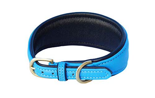 Collier lévrier cuir rembourré bleu empêche les fuites et blessures