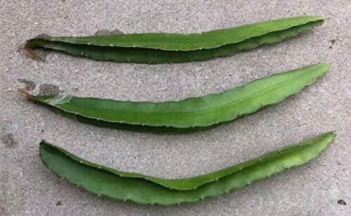 Hawaiian Dragon Fruit Cactus (Hylocereus Undetus) 7"-10" Flesh Cutting (2) #TOP3