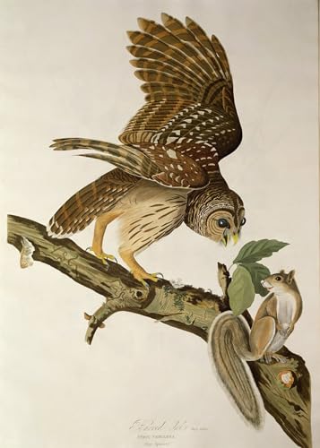 Tableau Chouette rayée d'Audubon : impression toile haut de gamme