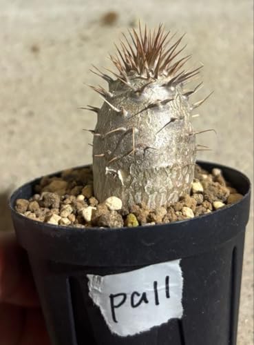 パキポディウムグラキリス　実生株　鉢ごと 観葉植物 グラキリス パキポディウム 実生」の人気商品一覧 | 安い商品