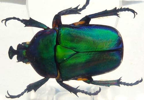 Image of 44mm Real Unicorn Green Rose Chafer Beetle in Crystal Clear Lucite Resin Specimen St. Patrick's Day Color Preserved Trigonophorus Insect Bug Taxidermy Collection Biology Science Education Desk Display