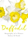 Daffodil