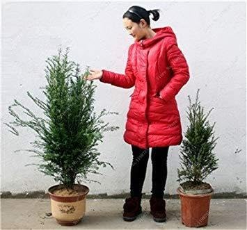 6: Happy Farm 30 Stück Mini Chinesisches Rotholz Samen Sequoia Bonsai-Baum Holly Samen der Stauden-Garten-Blumen DIY Gartenblumentöpfe 6 : Seeds Only