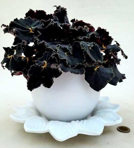 POWERS TO FLOWERS - BEGONIA REX NERA, DARK MAMBO IN VASO CERAMICA BIANCO A RIGHE e SOTTOVASO IN CERAMICA, VASO 14CM, pianta vera