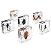 Insect Specimen Set, Bugs Collection Scientific Education Gift for Kids Aged 3-8-12 (Spider, Scorpion, Cricket, Chafers, Stink Bug, Spotted Lanternfly Resin Collection)