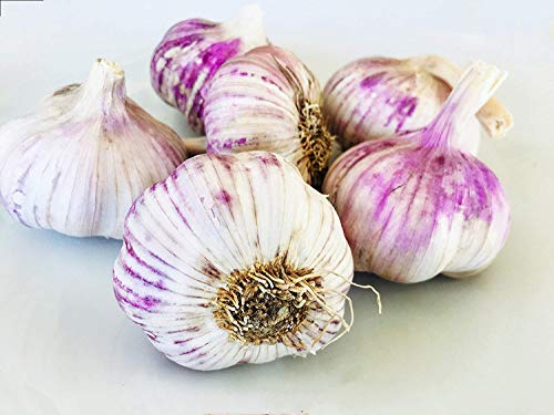 Kejora Fresh 100% Organic Purple Garlic For Planting Or Cooking Usda Certificated (2) #TOP11