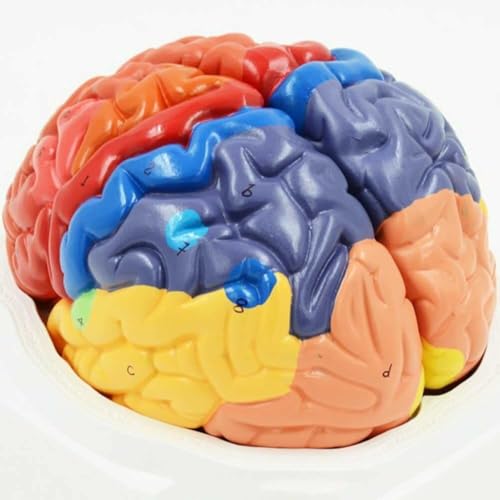 Modèle de cerveau anatomique en 2 parties avec zones colorées AMITD - 7