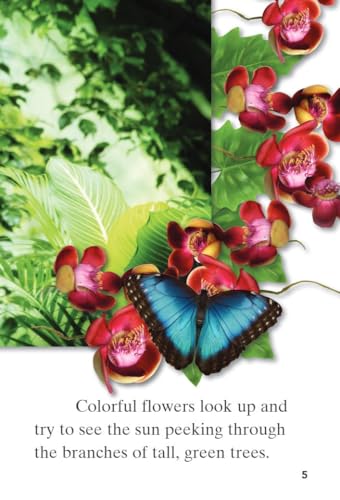 Step into the Rainforest