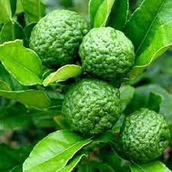 New Fresh 20pcs Thailand, Kaffir Lime Leaves Plant Seeds Generic