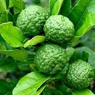 New Fresh 20pcs Thailand, Kaffir Lime Leaves Plant Seeds Generic