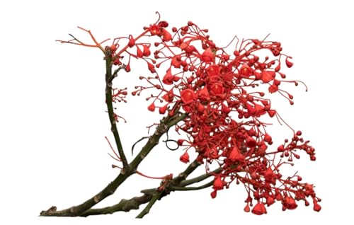 Planta natural Brachychiton Acerifolius, Arbol de Fuego. Altura 50-60 cm, Espectacular floración roja. Tolera sequía, suelos pobres y requiere pocos cuidados. Segura Garden.