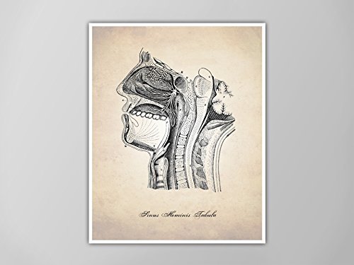 Sinus Diagram, Human Anatomy Art Print, Human Anatomy Print, Cross Section of Face, Human ...