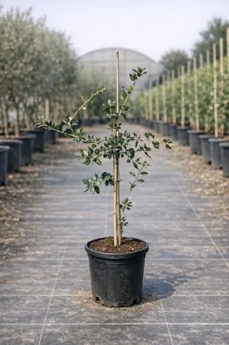 Encina (Quercus ilex) 10L – Árbol Mediterráneo de Hoja Perenne | Ideal para Jardín, Campo y Reforestación