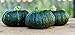 Fresh Whole Kabocha Squash (Japanese Winter Squash) by Greenhouse PCA