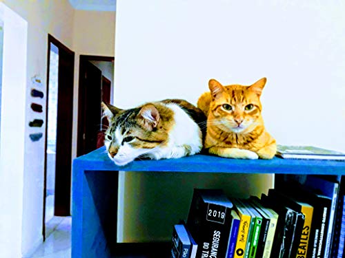 Ração Fitpets Super Premium Sabor Blueberry Gatos Castrados 1,5kg