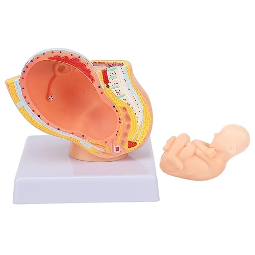 Image of 9 Month Baby Fetus Model Removable Resin Pregnancy Female Pelvis Model with Clear Structure for Colleges