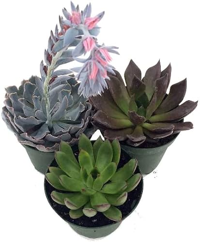 3 Desert Rose Succulent Plants Echeveria 3.5" Pots #TOP26