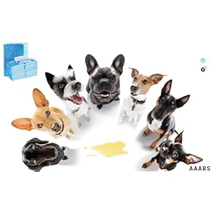 Generic-AAARS-Puppy-Training-Pads-Cats-Puppy-Essentials-6-Layers-Leak-Proof-Pee-Pads-for-Dogs-Cats-Essential-for-Travel-crates-or-Auto-Back-Seat-Small-White-and-Blue - Cucciolini Doodles   Generic-AAARS-Puppy-Training-Pads-Cats-Puppy-Essentials-6-Layers-Leak-Proof-Pee-Pads-for-Dogs-Cats-Essential-for-Travel-crates-or-Auto-Back-Seat-Small-White-and-Blue