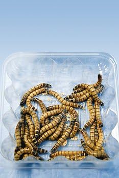 生体 観賞魚 水中生物 でのトップ評価 役立つカスタマーレビュー Amazon Co Jp 生体 観賞魚 水中生物 でのトップ評価 役立つカスタマーレビュー Amazon Co Jp