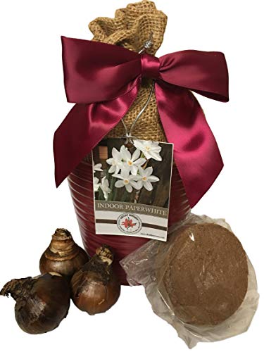 Red Ceramic Paperwhite Holiday Gift Growing Kit. Includes a Rustic Red Ceramic Pot, 3 Large Paperwhite Bulbs, and Professional Growing Medium