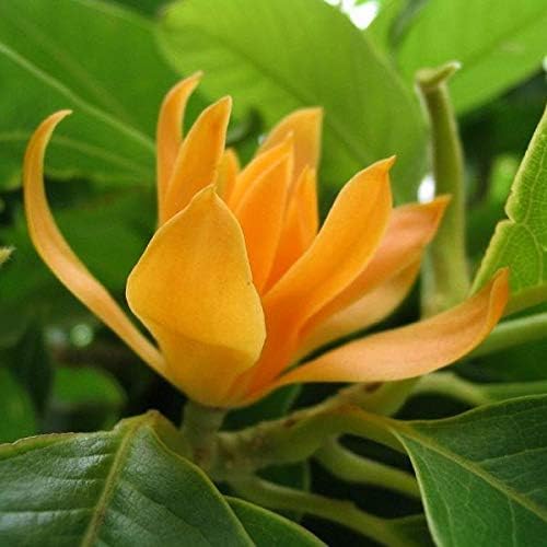 Green Paradise® Son Champa live plant (Michelia Champaca) Magnolia champaca Flowering Tree (1 Live Plant)