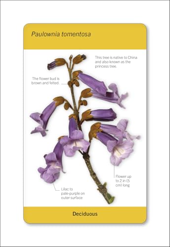 Our World in Pictures Trees of the World Flash Cards (DK Our World in Pictures) - Image 8