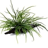 Una variante di Microsorum più piccola e dalle foglie sottili che, come gli altri Microsorum, è una pianta facile e sicura. 'Trident' si adatta agli acquacolatori principianti come esperti e agli acquari piccoli e grandi.