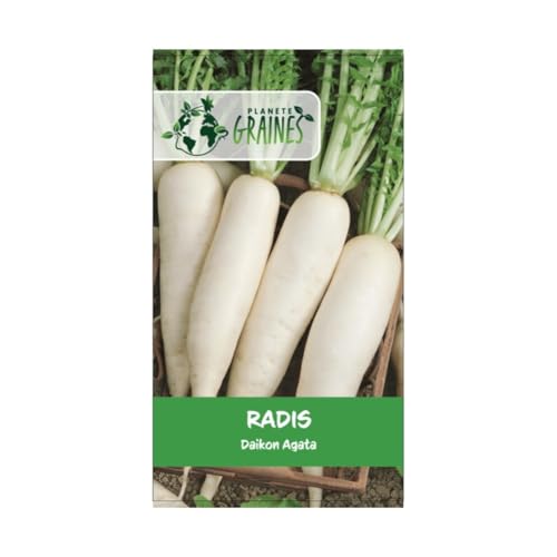 100 Graines de Radis Daikon Minowase - Racine blanche géante pour Potager. Récolte rapide. Culture facile
