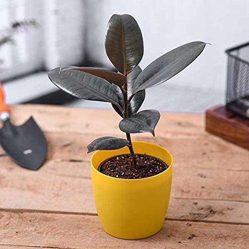 WoFLoo Rubber Ficus Elastica | Natural Live Plant | Plastic Pot | Air Purifying | Home Décor Plant | (B0B2S11LLY) Amazon Price History, Amazon Price Tracker