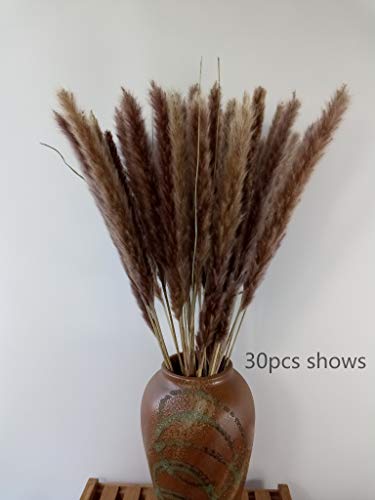 Dongliflower 60 peças de grama natural pequena de pampas, ameixas secas de palheta, fragmites comuni