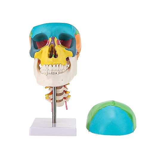 Modèle anatomique de crâne avec axe cervical AMITD de taille réelle - 4