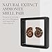 KALIFANO Extinct Natural Polished Ammonite Shell Pair Fossil Stone - Mineral from Madagascar with Feng Shui Healing Properties Thought to Bring Wealth, Prosperity, and Relaxation