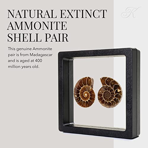 KALIFANO Extinct Natural Polished Ammonite Shell Pair Fossil Stone - Mineral from Madagascar with Feng Shui Healing Properties Thought to Bring Wealth, Prosperity, and Relaxation