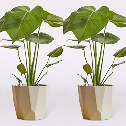Monstera Deliciosa (2 Plants) Cheese Plants Around 25-35cm in Height - Amazing Value