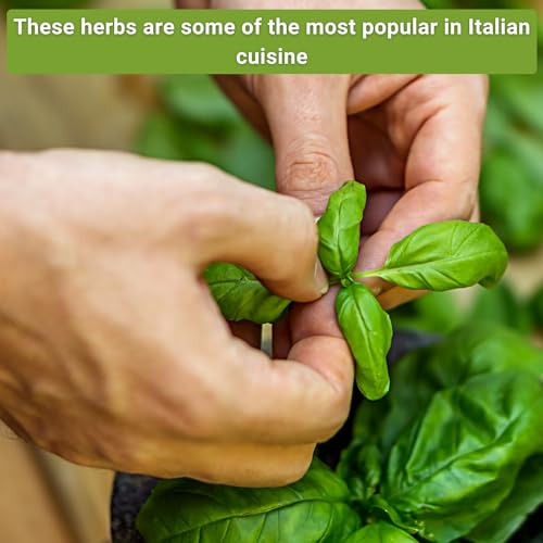 Sow Right Seeds - Italian Herb Garden Seed Collection for Planting - Basil, Oregano, Parsley, Sage, and Thyme - Non-GMO Heirloom Packet with Instructions to Grow a Kitchen Garden Indoors or Outdoors - Image 3