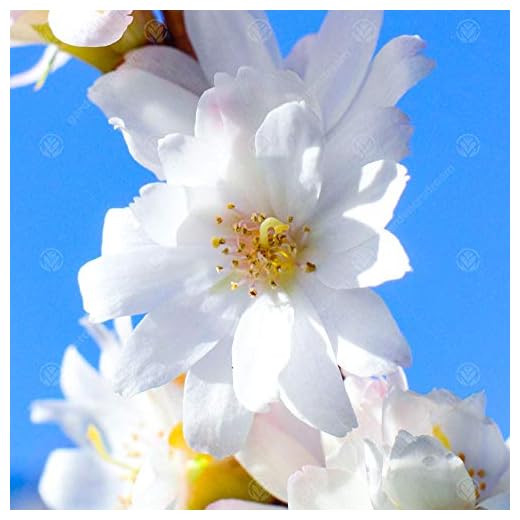 Prunus subhirtella 'Autumnalis' | Winter Cherry | Ornamental Fruit Tree|5-6ft