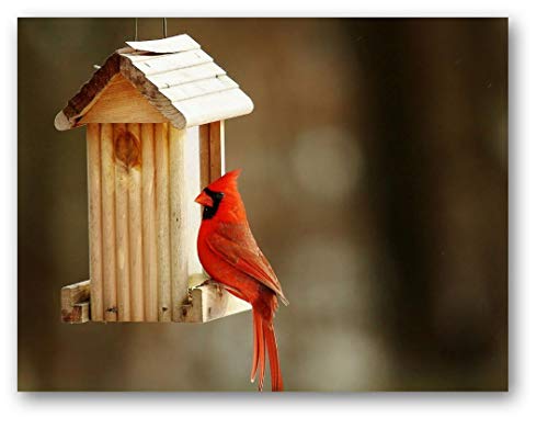 Image of Small World Greetings Single Cardinal Note Cards 12 Count - Blank Inside with White Envelopes - A2 Size 5.5 inch x 4.25 inch - All Occasions - Bird Stationery - Birthday, Thank You, and More