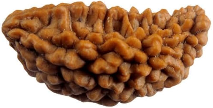 WorldwideGems लैब टेस्टेड वन मुखी रुद्राक्ष ओरिजिनल सर्टिफाइड नेपाली बड़ा साइज़ एक रुद्राक्ष काजू दाना एक मुखी काजू दाना रुद्राक्ष 1 मुखी काजू दाना ...