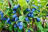 Blueberry Lonicera Caerulea Edible Fruit Shrub Seeds, 30 Count