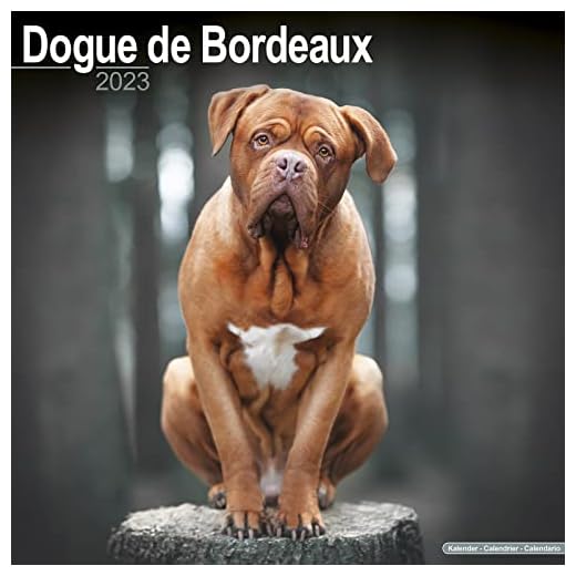 Dogue De Bordeaux 2023 Wall Calendar: Original Avonside-Kalender [Mehrsprachig] [Kalender]