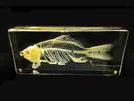 魚類標本 ファイル:Zenopsis-nebulosa transparent specimen NMMBA.jpg