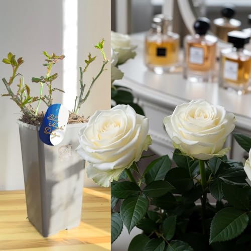 Perfume Rose - White True Love Bush Rose Live Outdoor Flower